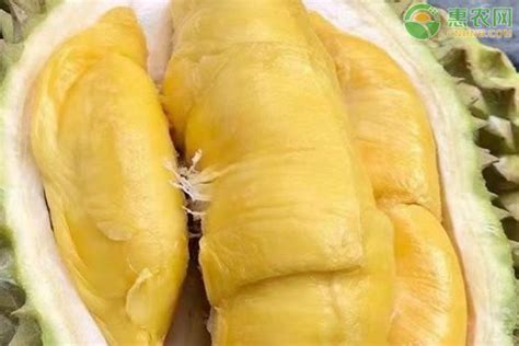 廣西榴蓮多少錢一斤(廣西榴蓮多少錢一斤現在市場價)縮略圖