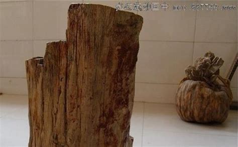 硅化木對(duì)人體的危害,硅化木對(duì)人體的危害是什么縮略圖
