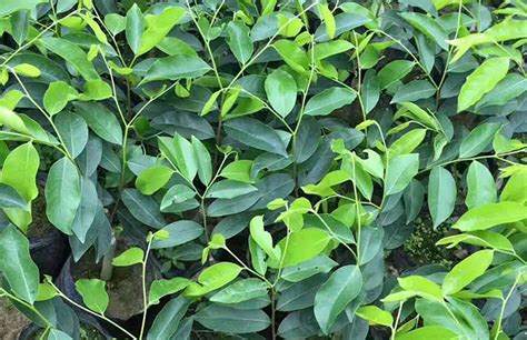 奇楠沉香木適合什么地方種植(奇楠沉香木市場價多少一斤)縮略圖