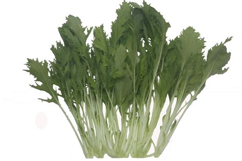 銀條菜簡(jiǎn)介(銀條菜簡(jiǎn)介圖片)縮略圖
