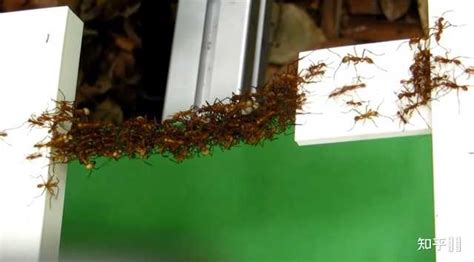 螞蟻窩注入鋁水,螞蟻窩注入鋁水藝術品縮略圖