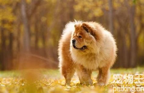 松獅犬為什么禁養(松獅犬看家怎么樣)縮略圖