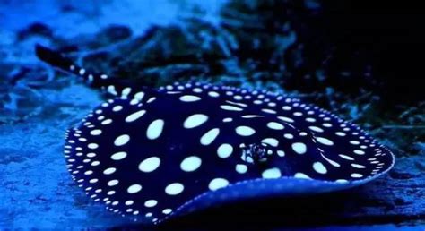 魟魚好養(yǎng)不,魟魚好不好養(yǎng)縮略圖