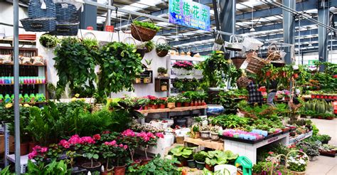 盆景花卉交易市場(盆景花卉批發市場大全)縮略圖