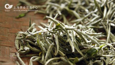 白毫銀針,白毫銀針屬于什么茶縮略圖