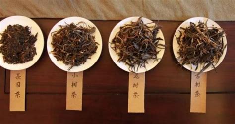 古樹茶與臺地茶的區別,古樹茶與臺地茶的區別有哪些縮略圖