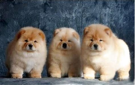 松獅犬為什么不適合家養(松獅犬為什么很少人養)縮略圖