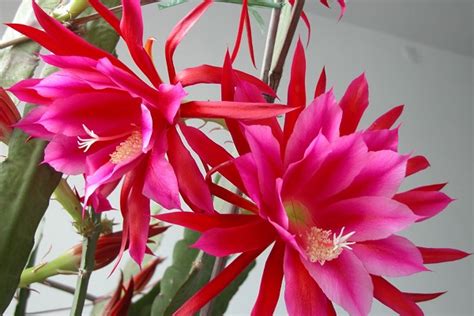 令箭荷花葉子軟蔫怎么回事(令箭荷花葉子發軟怎么回事)縮略圖