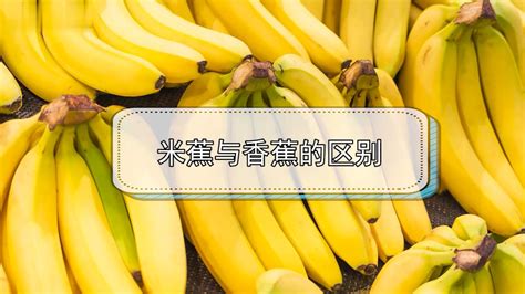 蘋果蕉和小米蕉的區(qū)別,蘋果蕉和小米蕉的區(qū)別是什么縮略圖
