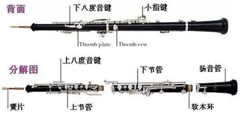 單簧管和雙簧管的區別(單簧管和雙簧管的區別圖片)縮略圖