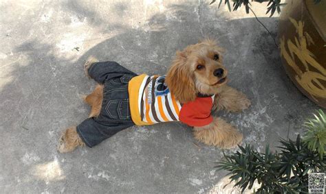 可卡犬長(zhǎng)大后的樣子(可卡犬長(zhǎng)大后的樣子圖片)縮略圖
