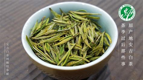 安吉白茶,安吉白茶價格多少一斤縮略圖