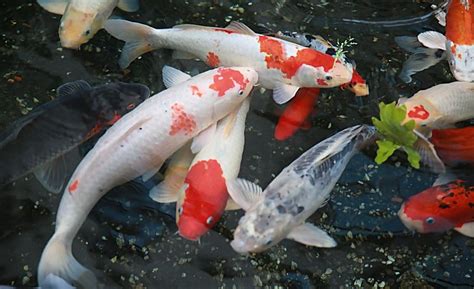 錦鯉魚的養殖方法和注意事項(錦鯉魚的養殖方法和注意事項視頻)縮略圖