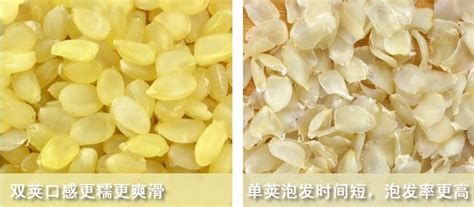 皂角米單莢好還是雙莢好,皂角米單莢好還是雙莢好區(qū)別縮略圖