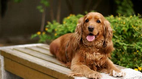 可卡犬價(jià)格一般多少錢(qián)(可卡犬價(jià)格多少錢(qián)一只)縮略圖