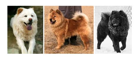 松獅犬和土松犬,松獅犬和土松犬的區別縮略圖