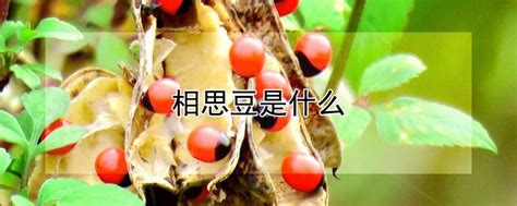 相思豆歌曲原唱(相思豆歌曲原唱視頻)縮略圖