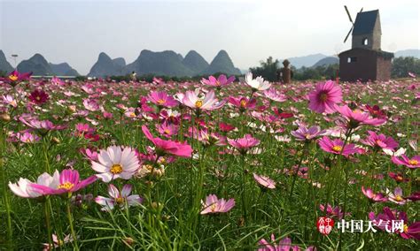 大紅花開滿地兒歌(大紅花開滿地兒歌是什么)縮略圖