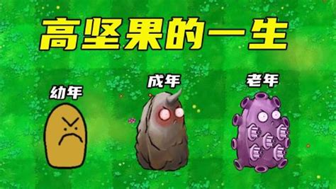 高堅果的一生完整版,高堅果的一生縮略圖