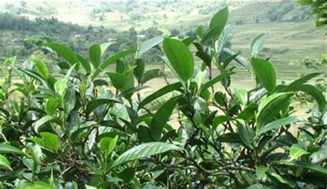 冰島茶葉一斤多少錢,冰島茶葉生的和熟的啥區別縮略圖
