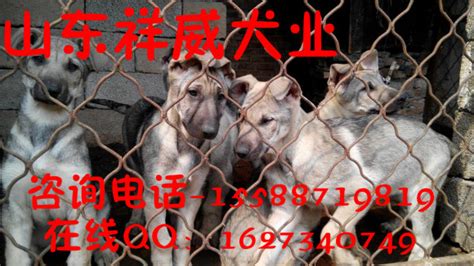 狼青犬多少錢一只幼犬,狼青犬多少錢一只幼犬價(jià)格縮略圖