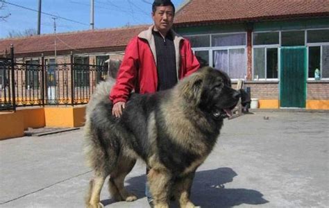 高加索犬圖片,高加索犬圖片大全大圖縮略圖