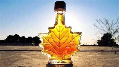 楓糖樹,楓糖樹中國能種嗎縮略圖