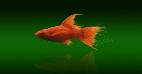瑪麗魚為什么不建議養(yǎng)(瑪麗魚和米奇魚哪個好養(yǎng))縮略圖