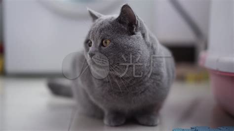 藍(lán)貓視頻(藍(lán)貓視頻app官方下載)縮略圖