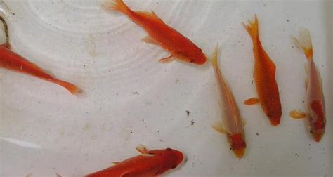 草金魚(yú)喂食的正確方法,草金魚(yú)喂食的正確方法求回答縮略圖
