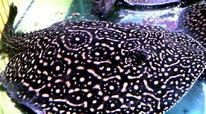 魟魚怎么養(yǎng),皇冠魟魚怎么養(yǎng)縮略圖