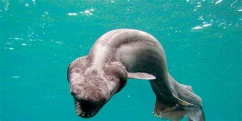 恐龍魚vs鯊魚(恐龍魚vs鯊魚打架)縮略圖