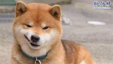 大型犬適合家養(yǎng)的狗(大型犬適合家養(yǎng)的狗狗)縮略圖