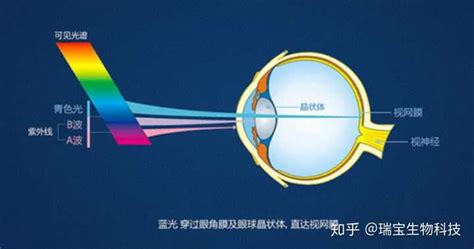 葉黃素真的能改善視力嗎(葉黃素真的能改善視力嗎 有副作用嗎)縮略圖