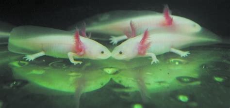 恐龍魚一直在缸底不動(dòng)正常嗎(恐龍魚一直在缸底不動(dòng)正常嗎視頻)縮略圖