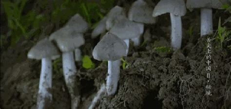 雞樅菌生長(zhǎng)在什么地方(雞樅菌生長(zhǎng)在什么地方多)縮略圖