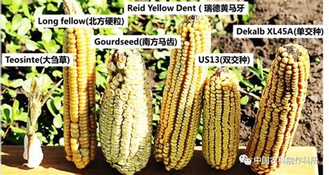 玉米種子保質(zhì)期幾年,玉米種子一般保質(zhì)期幾年縮略圖
