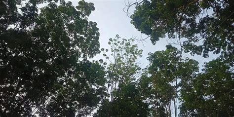 橡膠樹的危害,橡膠樹的危害有哪些縮略圖