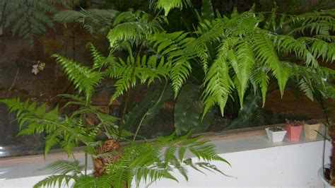 金毛狗蕨類植物圖片,長得像金毛狗蕨的植物縮略圖