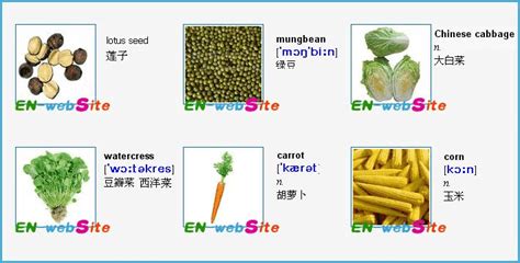 調(diào)料英文(調(diào)料英文單詞大全)縮略圖