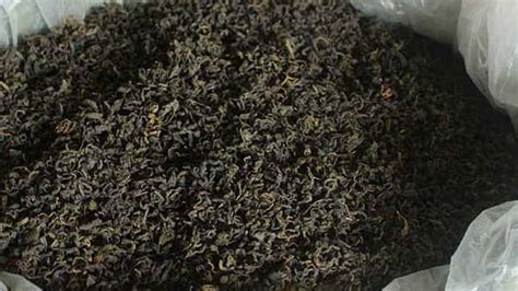 青錢柳茶的危害(青錢柳茶的危害及禁忌)縮略圖