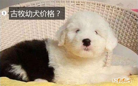 古牧犬多少錢一只?,古牧犬多少錢一只?最新古牧價格火熱出爐!|狗狗品種縮略圖