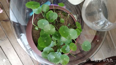 銅錢草(銅錢草水養(yǎng)的正確方法)縮略圖