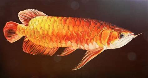 恐龍魚多少錢一只(六角恐龍魚多少錢一只)縮略圖