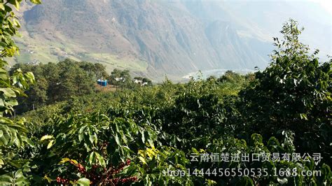 云南咖啡產(chǎn)地,云南咖啡產(chǎn)地在哪里縮略圖