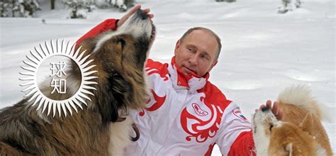 圣伯納犬咬人事件,圣伯納犬咬人嗎?縮略圖