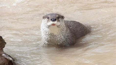 水塔獺,水塔獺多少錢一只縮略圖