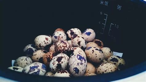 鵪鶉蛋營養功能與主治,鵪鶉蛋營養功能與主治含雌性激素縮略圖