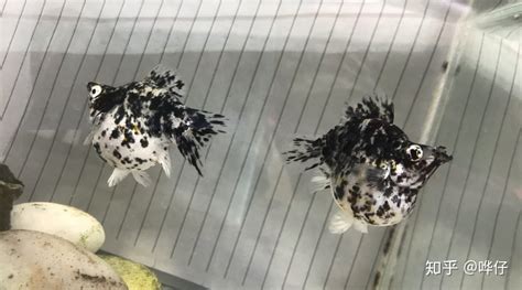 瑪麗魚怎么養(yǎng)(三色瑪麗魚怎么養(yǎng))縮略圖