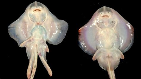 魟魚和鰩魚的區(qū)別(鰩魚)縮略圖